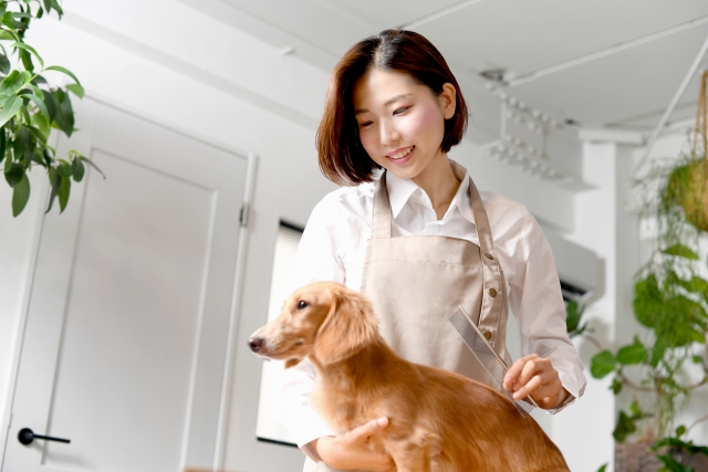 犬の問題行動を根本から解決する方法｜愛犬の心を理解し信頼関係を築く完全ガイド