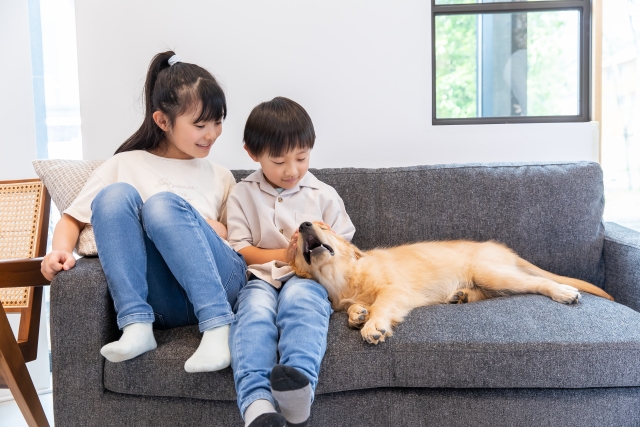 犬の問題行動を根本から解決する完全ガイド｜実践心理とトレーニングで愛犬との信頼を築く方法
