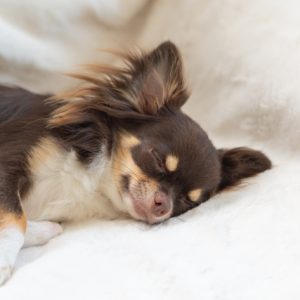愛犬との暮らしと健康管理｜犬のしつけガイド その57