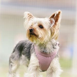 愛犬との暮らしと健康管理｜犬のしつけガイド その61