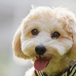 愛犬との暮らしと健康管理｜犬のしつけガイド その56