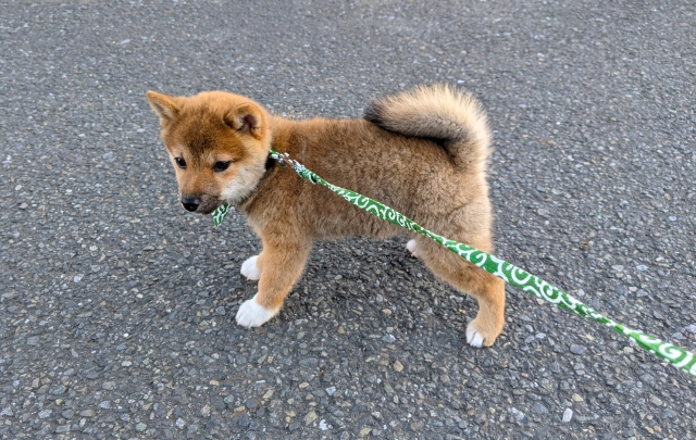 Random Image